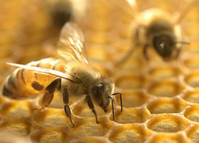 خبرنگاران زهر زنبور عسل، قاتل سلول های تهاجمی سرطان سینه