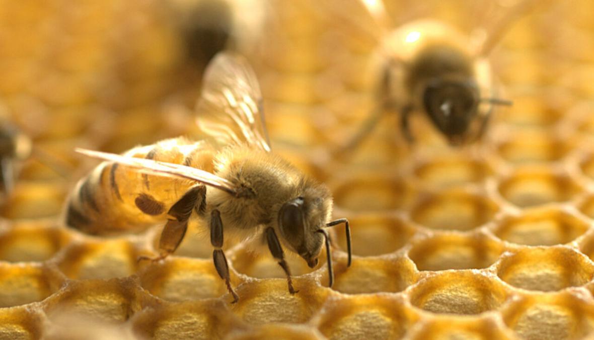خبرنگاران زهر زنبور عسل، قاتل سلول های تهاجمی سرطان سینه