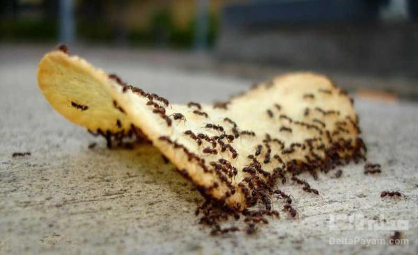 9 روش برای خلاصی از شر مورچه ها در خانه