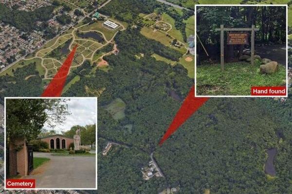 معمای دست پیدا شده در جنگل کشف شد